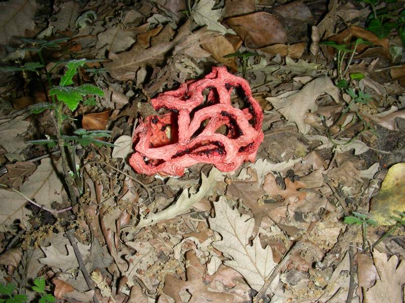 5) Fotografati il 16.06.2012. sotto Quecia